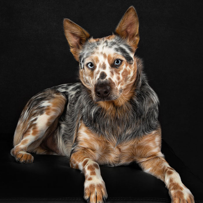 I Photographed Dogs With Congenital Deafness In Order To Highlight Just How Amazing And Adaptable They Are (10 Pics)