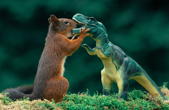 I’ve Spent A Total Of 3,200 Hours Photographing Squirrels, Here Are 19 Pictures Of The Cute Animals Playing With Dinos