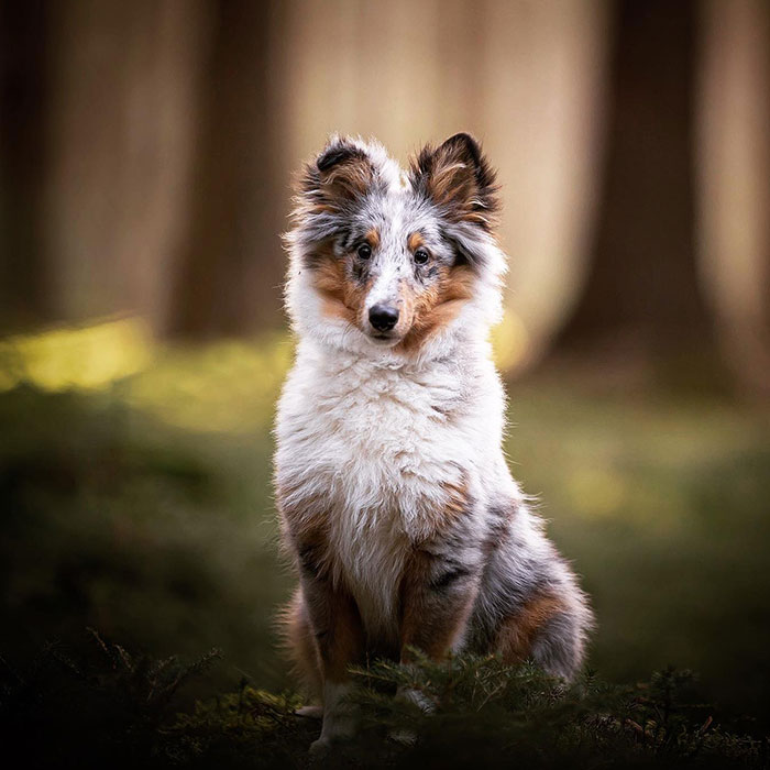 Throughout My Career As A Dog Photographer I’ve Met A Lot Of Wonderful Four-Legged Models, Here Are My Favorite Pictures (30 Pics)