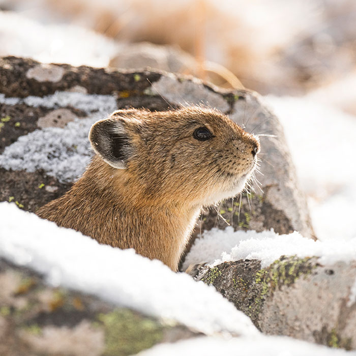 The Real-Life Pikachu: I Photograph The American Pika In Their Extreme Mountainous Homes (19 Pics)