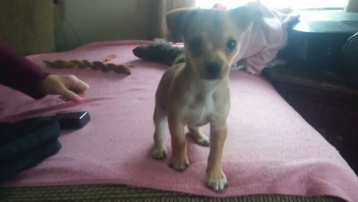 Transferred From My Last Phone. My Boy Pookie 3 Yrs Ago.