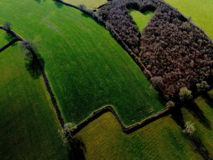 A Heart-Shaped Clearing Where Winston Howes Planted 6,000 Oak Trees On His Farm As A Tribute To His Late Wife Janet To Whom He Was Married For 33 Years, In Wickwar, Gloucestershire, Britain