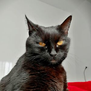 zrinka-visnar avatar