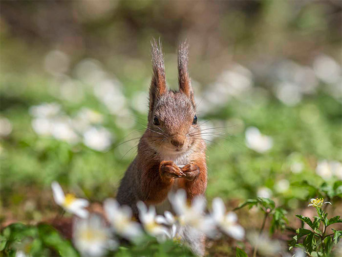 I Became Friends With A Squirrel And Documented Our Friendship With Funny Photos (70 Pics)