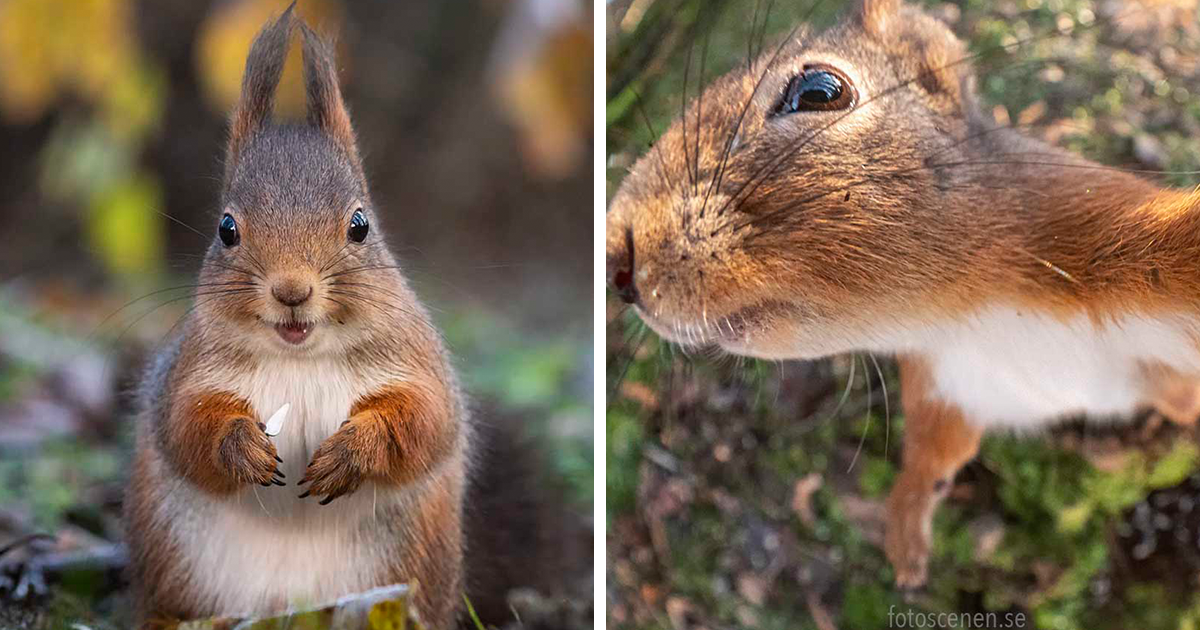 I Became Friends With A Squirrel And Documented Our Friendship With Funny  Photos (70 Pics) | Bored Panda