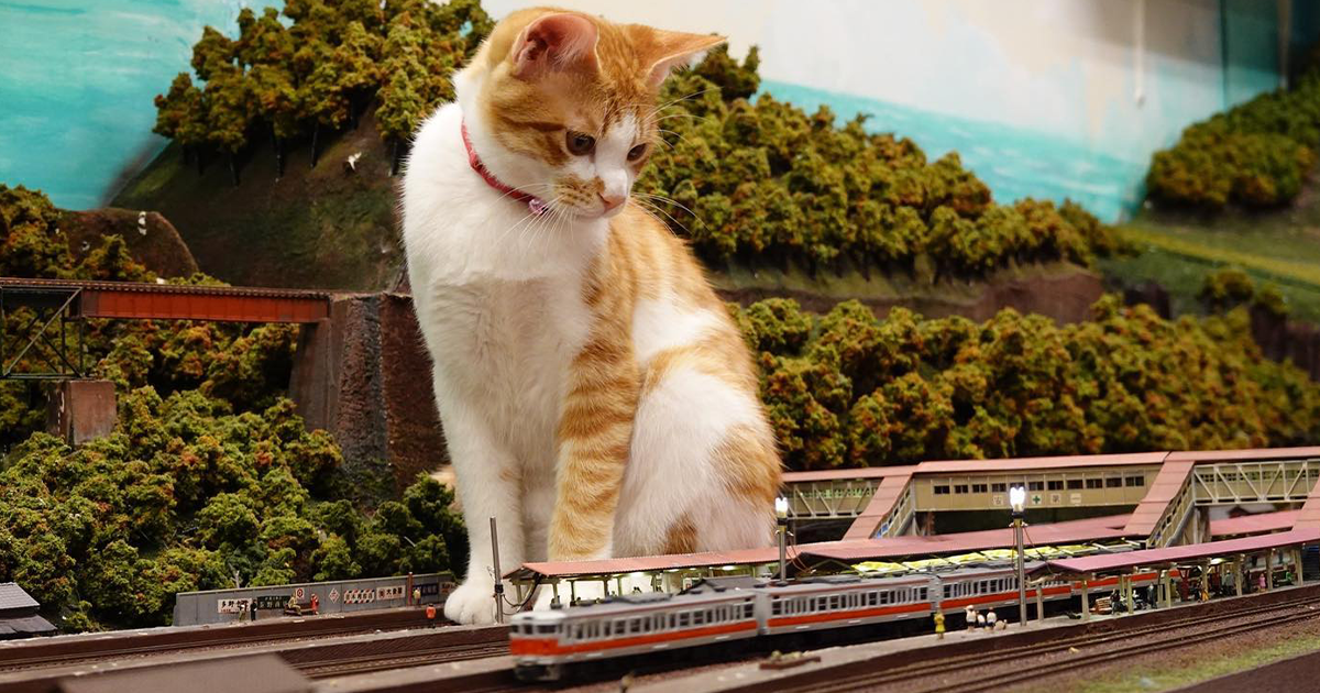 Stray Cats Saved A Diorama Restaurant During The Pandemic By Simply Lounging On The Miniature Models - Vimarsana News