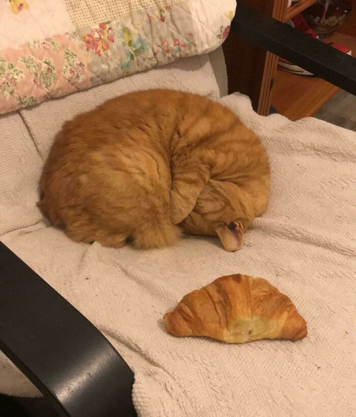 I No Longer Have A Cat, Just Two Croissants