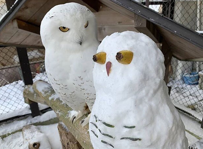 A Snowy Owl And An Owl Made Of Snow