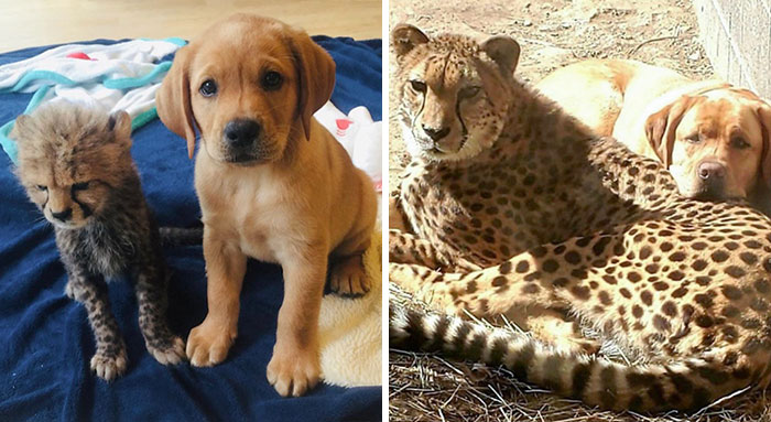 Un guepardo y su perro de compañía han crecido juntos
