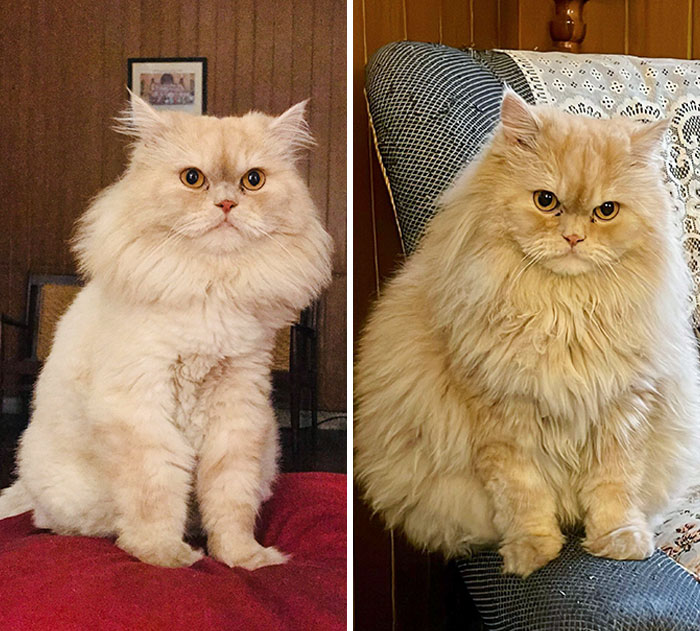 Winter Really Brings Out The Angry Floof Phase In My Guy Albus