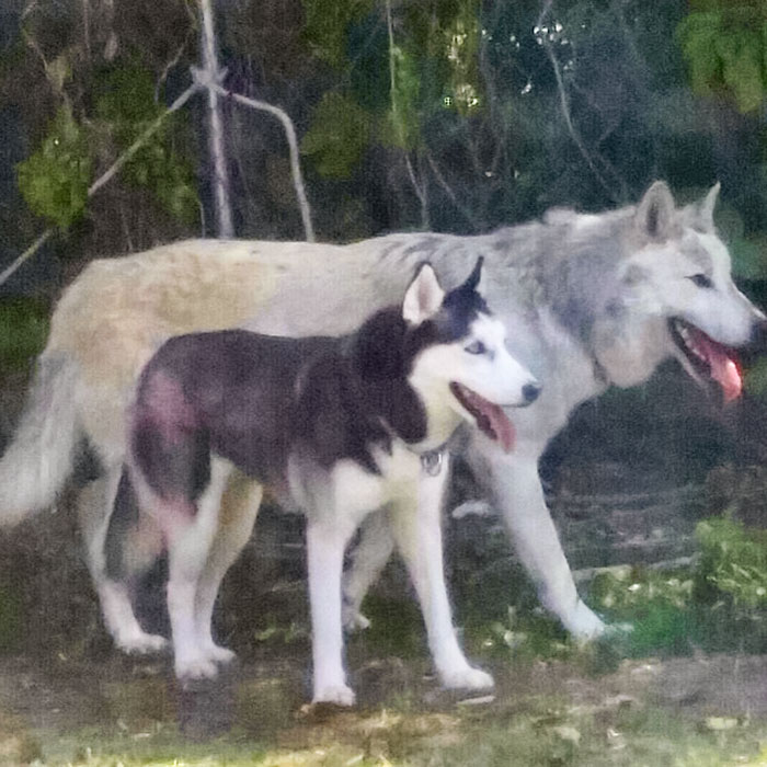 El tamaño de un husky comparado con el de un lobo