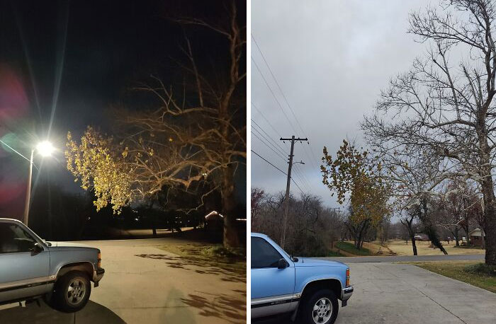 LED Street Light Causing A Tree To Retain Its Leaves Longer In The Fall