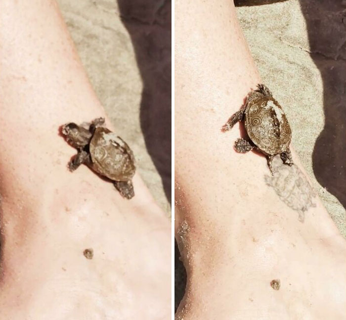 I Found A Turtle That Matches My Tattoo
