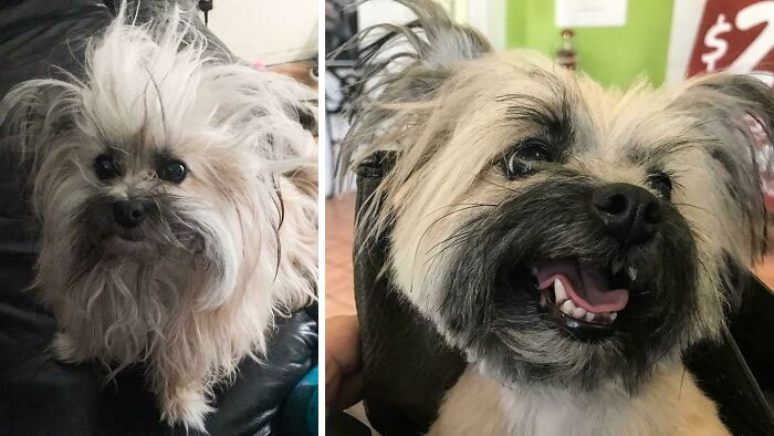 Here’s My Little Gremlin Before And After Getting Groomed. I Like The Before More. Which One Do You Prefer?