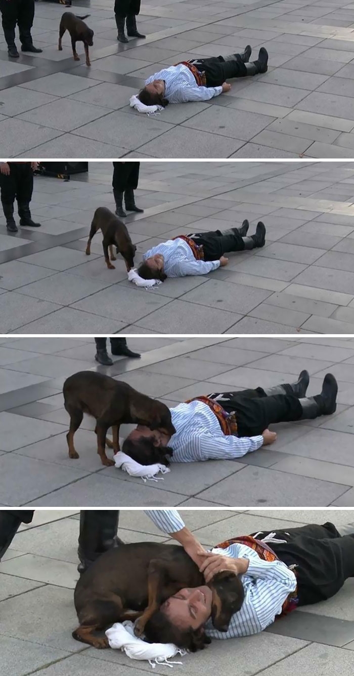 Un perro callejero interrumpe una actuación en la calle en Turquía para ayudar al actor que fingía estar herido. Qué corazón tan puro