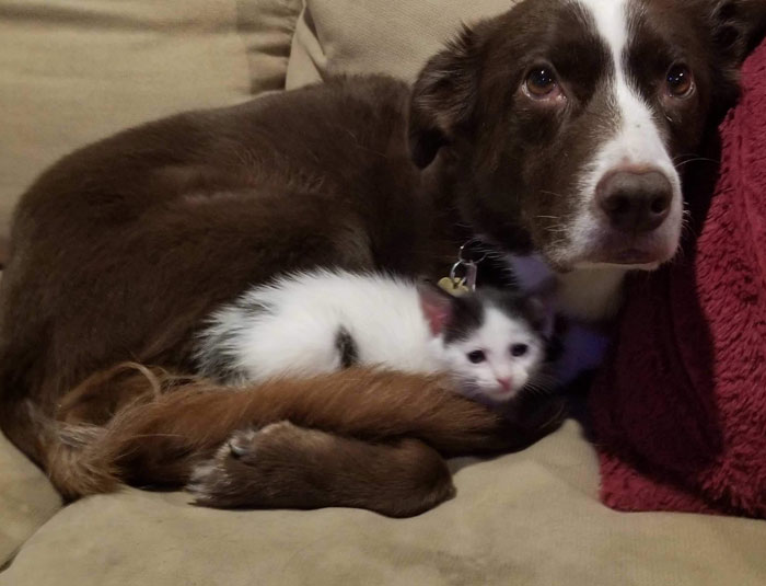 Whenever We Foster A Singleton Kitten, Our Dog Becomes Foster Mama