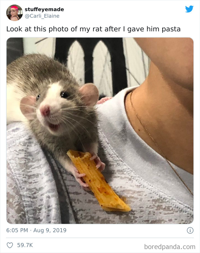 Sweet Rat