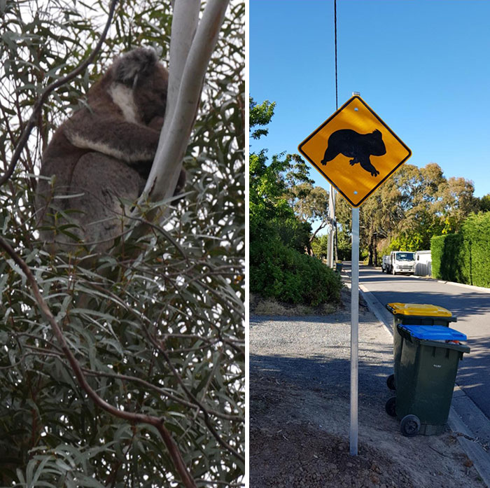 The Koala That Lives In My Backyard And The New Sign The Council Just Installed So It Can Cross The Road Safely. Normal Residential Street In Australia