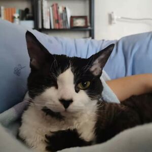 amethystcaddel avatar