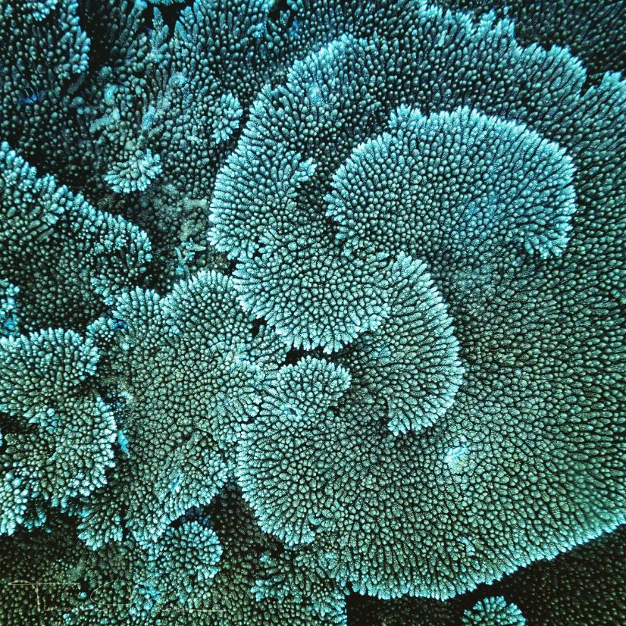 Coral Spirals
