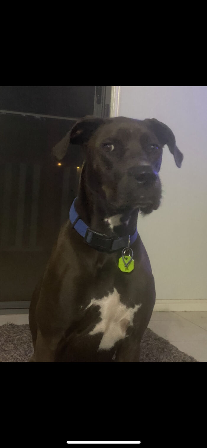 He Had A Tennis Ball He Chewed It Up I Put In The Bin And Now I’m A Bad Person