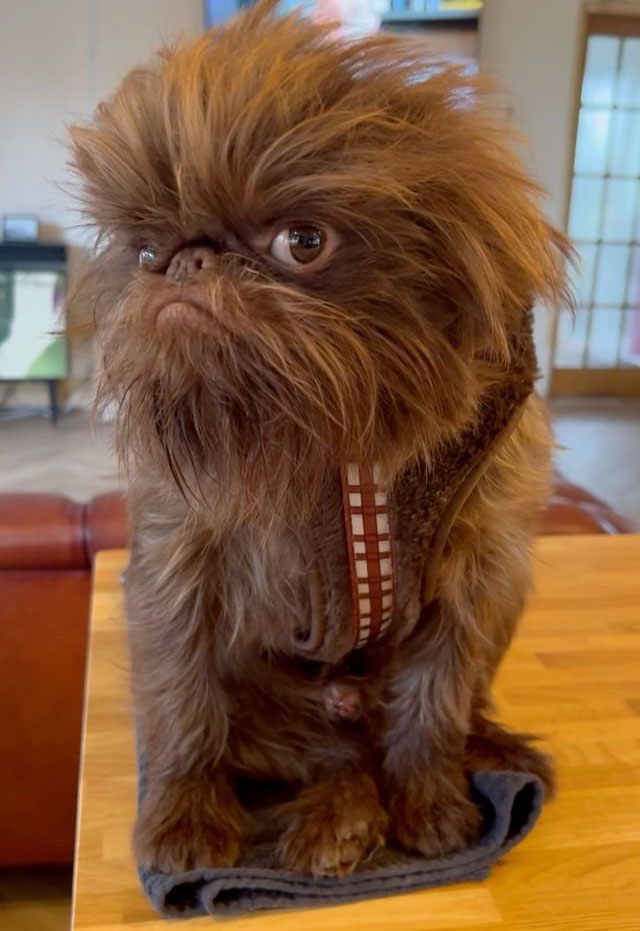 Dog Goes Viral For Looking Exactly Like Real-Life Chewbacca From “Star Wars”