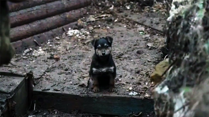 Puppy Rescued By Ukrainian Soldiers Becomes A Trusty Watchdog Puppy Rescued By Ukrainian Soldiers Becomes A Trusty Watchdog