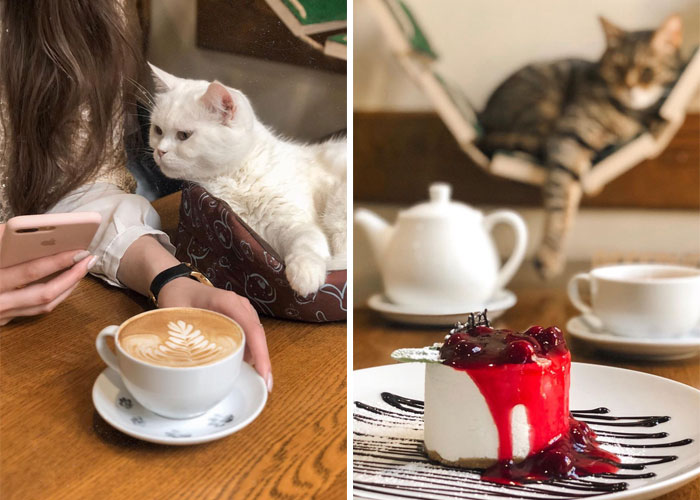“Nunca abandonaríamos nuestro país”: Esta cafetería de gatos ucraniana permanece abierta durante la guerra