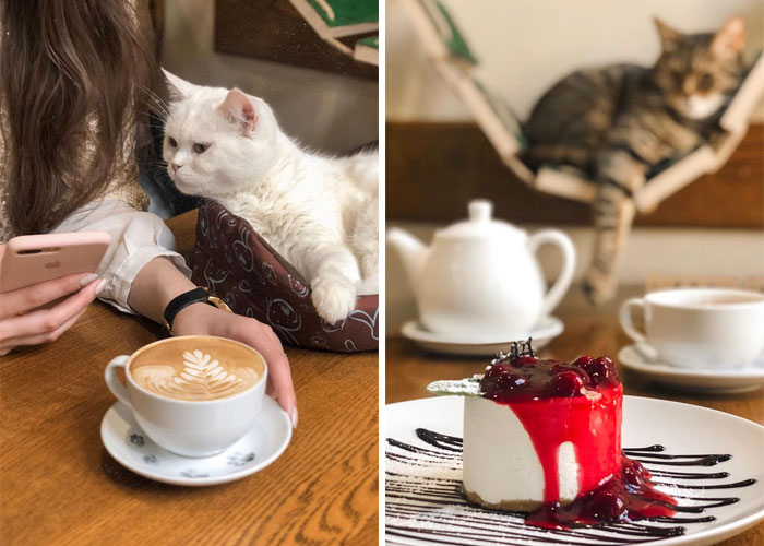 “We Would Never Leave Our Country”: Ukrainian Cat Café Stays Open Amid War “We Would Never Leave Our Country”: Ukrainian Cat Café Stays Open Amid War