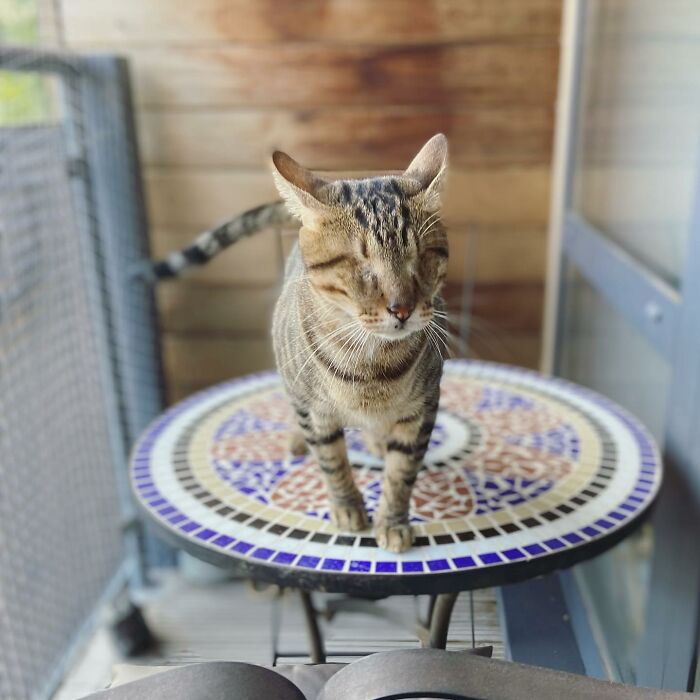 Love Is Blind: Cat From Greece Finds A Loving Home In Londoner's Home, Goes Viral On TikTok