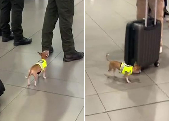 Video Captures The Tiniest Police Pup Doing Rounds Around An Airport, Amasses 9M Views Video Captures The Tiniest Police Pup Doing Rounds Around An Airport, Amasses 9M Views