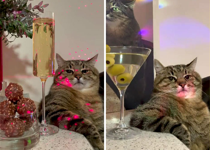 Famous Ukrainian Cat Stepan Flees With His Family, Finds Safety In France Famous Ukrainian Cat Stepan Flees With His Family, Finds Safety In France