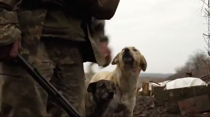Puppy Rescued By Ukrainian Soldiers Becomes A Trusty Watchdog Puppy Rescued By Ukrainian Soldiers Becomes A Trusty Watchdog