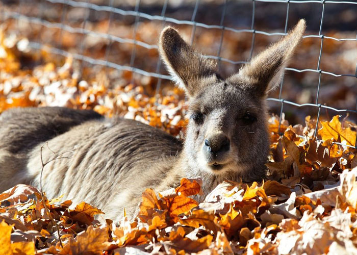 Man Drives 10 Kangaroos To Safety With His Van From A Zoo In Kharkiv That Suffered An Attack Man Drives 10 Kangaroos To Safety With His Van From A Zoo In Kharkiv That Suffered An Attack