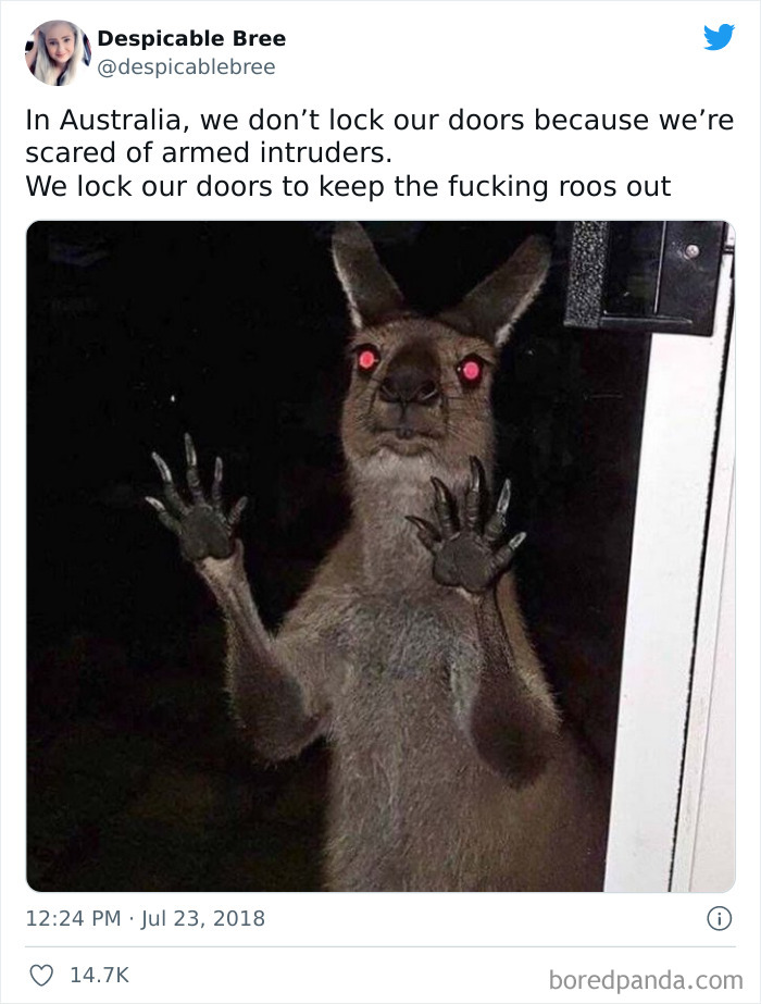 Never Thought Those Roos Were So Terrifying
