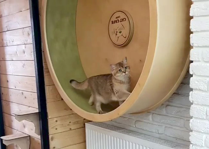 “We Would Never Leave Our Country”: Ukrainian Cat Café Stays Open Amid War “We Would Never Leave Our Country”: Ukrainian Cat Café Stays Open Amid War