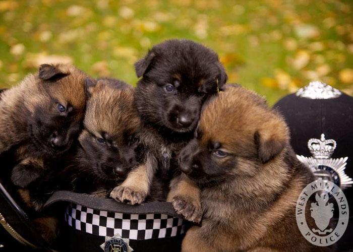 Video Captures The Tiniest Police Pup Doing Rounds Around An Airport, Amasses 9M Views Video Captures The Tiniest Police Pup Doing Rounds Around An Airport, Amasses 9M Views