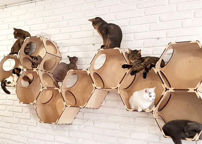 “We Would Never Leave Our Country”: Ukrainian Cat Café Stays Open Amid War “We Would Never Leave Our Country”: Ukrainian Cat Café Stays Open Amid War