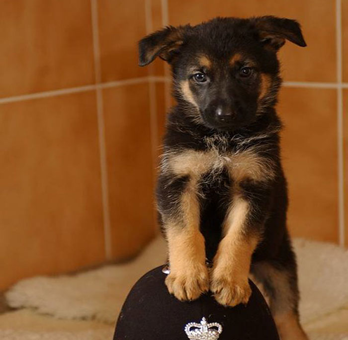 Video Captures The Tiniest Police Pup Doing Rounds Around An Airport, Amasses 9M Views Video Captures The Tiniest Police Pup Doing Rounds Around An Airport, Amasses 9M Views