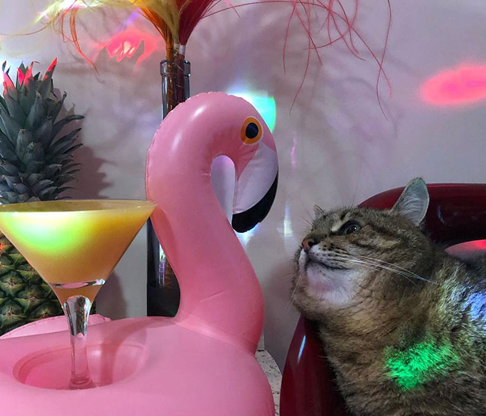 Famous Ukrainian Cat Stepan Flees With His Family, Finds Safety In France Famous Ukrainian Cat Stepan Flees With His Family, Finds Safety In France