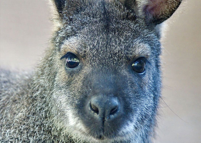 Man Drives 10 Kangaroos To Safety With His Van From A Zoo In Kharkiv That Suffered An Attack Man Drives 10 Kangaroos To Safety With His Van From A Zoo In Kharkiv That Suffered An Attack
