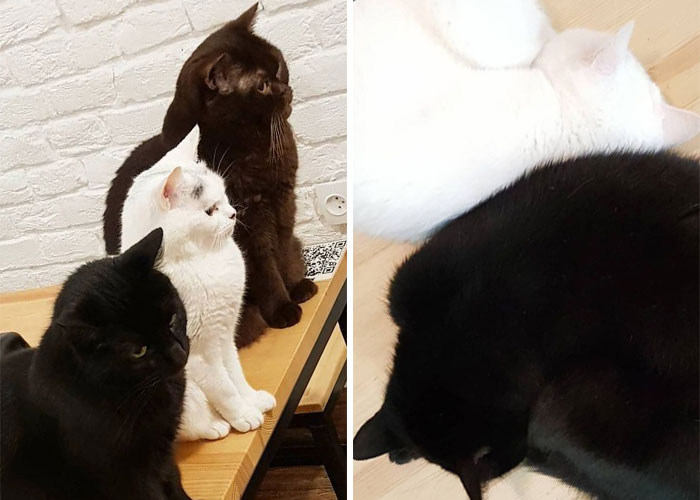“We Would Never Leave Our Country”: Ukrainian Cat Café Stays Open Amid War “We Would Never Leave Our Country”: Ukrainian Cat Café Stays Open Amid War