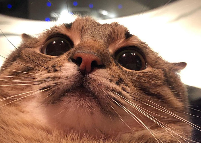 Famous Ukrainian Cat Stepan Flees With His Family, Finds Safety In France Famous Ukrainian Cat Stepan Flees With His Family, Finds Safety In France