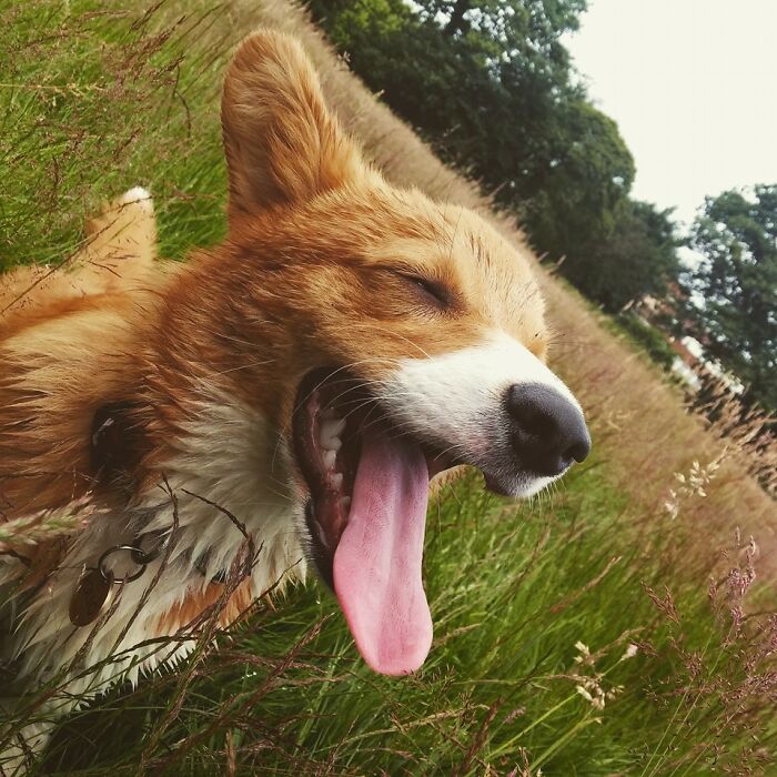 Rollo, The Most Beautiful Little Corgi Anyone Could Ever Ask For. Miss You Buddy