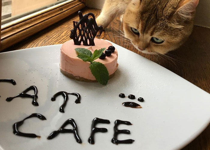 “We Would Never Leave Our Country”: Ukrainian Cat Café Stays Open Amid War “We Would Never Leave Our Country”: Ukrainian Cat Café Stays Open Amid War