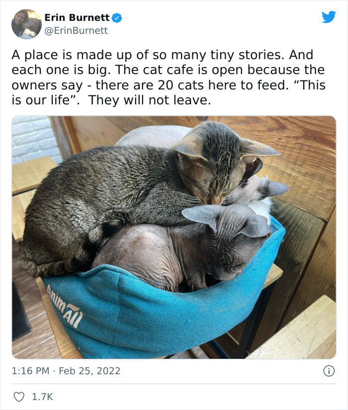 "7 Days Ago Everything Changed": This Is What It's Like To Live In The Kyiv Bomb Shelter When You’re A Cat "7 Days Ago Everything Changed": This Is What It's Like To Live In The Kyiv Bomb Shelter When You’re A Cat