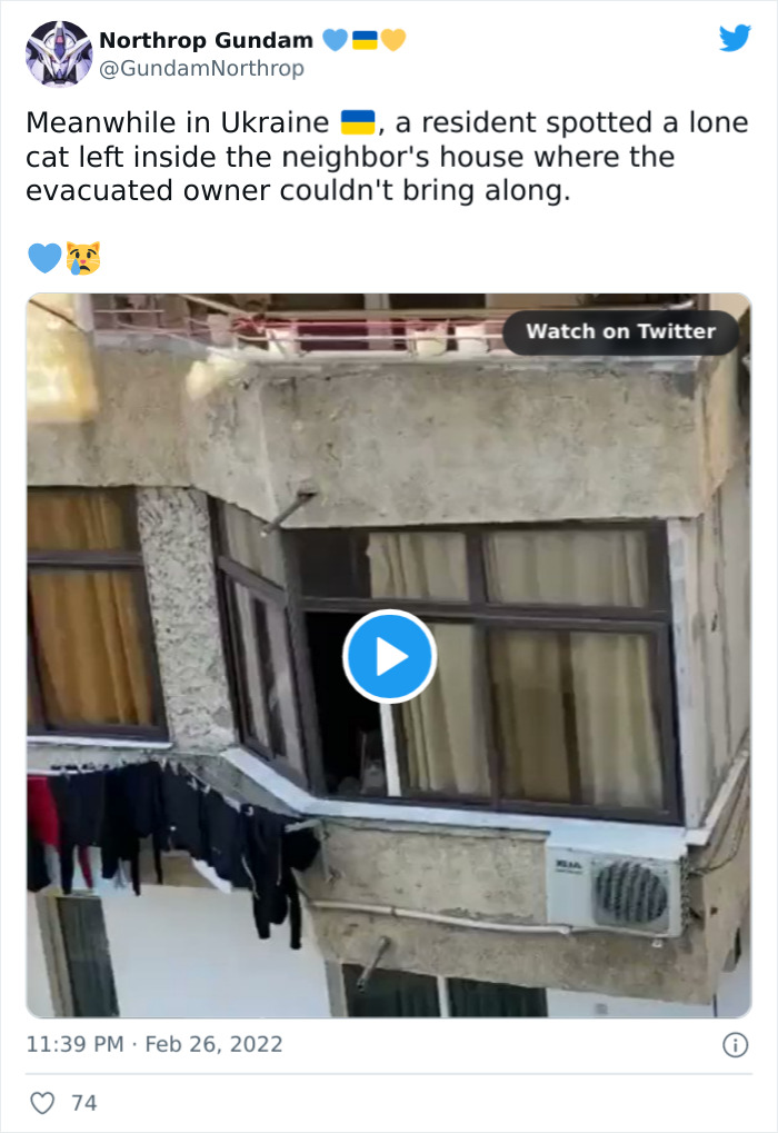 "7 Days Ago Everything Changed": This Is What It's Like To Live In The Kyiv Bomb Shelter When You’re A Cat "7 Days Ago Everything Changed": This Is What It's Like To Live In The Kyiv Bomb Shelter When You’re A Cat