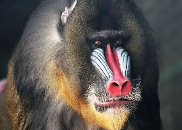 Man Drives 10 Kangaroos To Safety With His Van From A Zoo In Kharkiv That Suffered An Attack Man Drives 10 Kangaroos To Safety With His Van From A Zoo In Kharkiv That Suffered An Attack