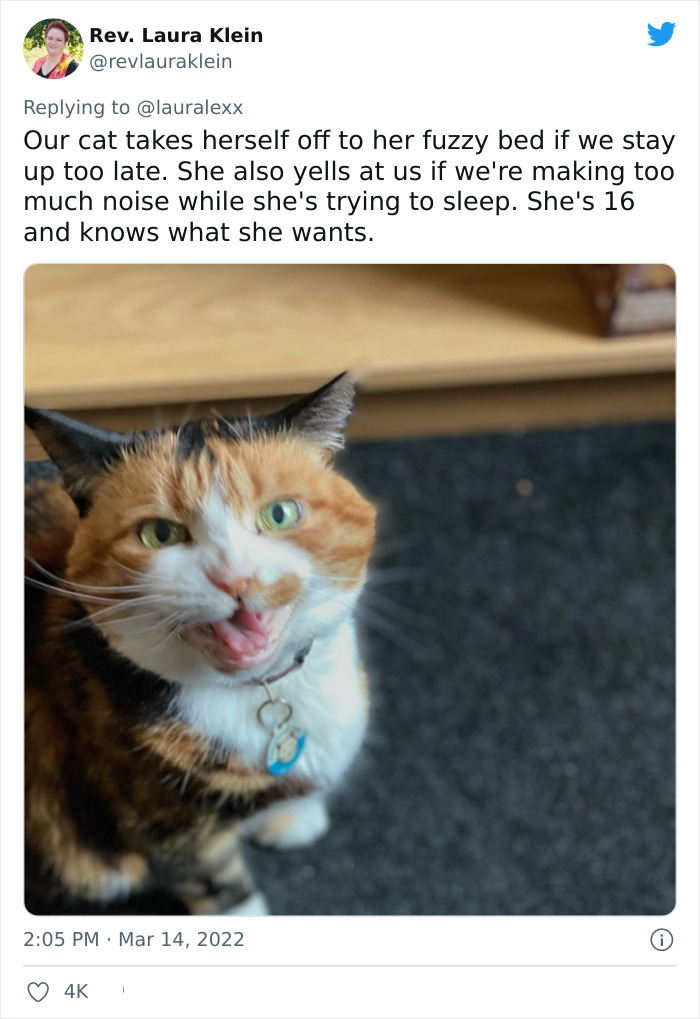 Online Folks Reveal 26 Stories About Cats And Their Engaging Night Routines