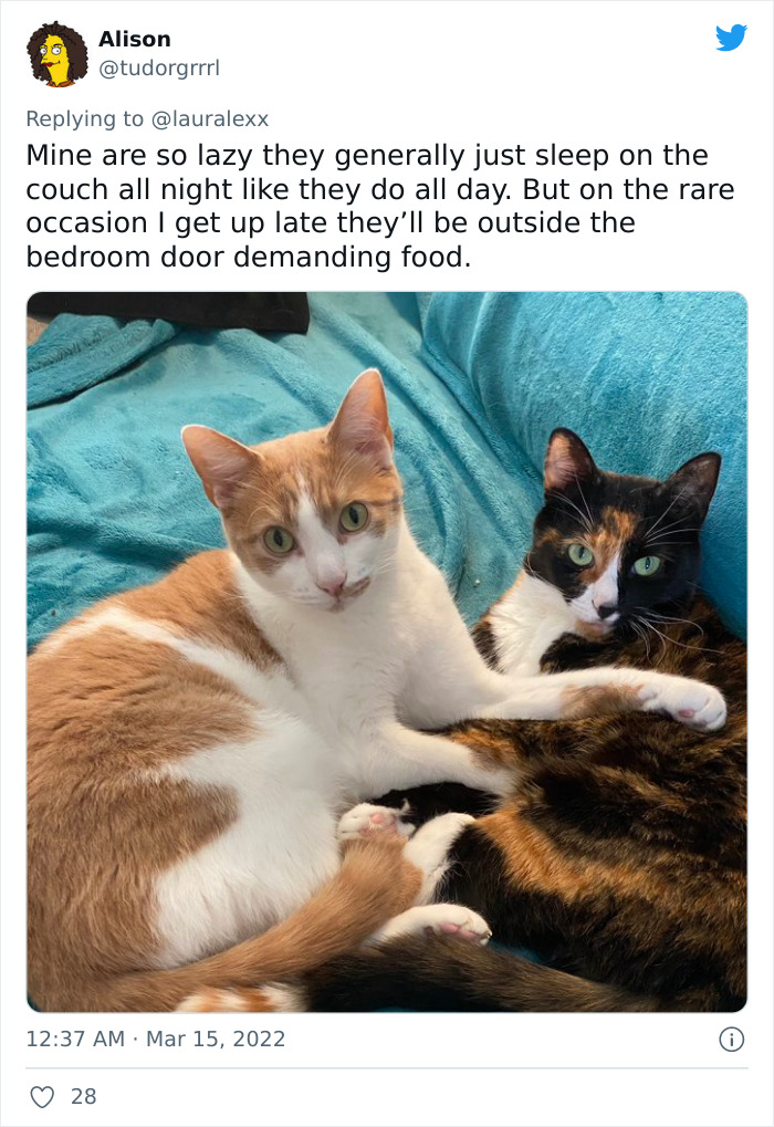 Online Folks Reveal 26 Stories About Cats And Their Engaging Night Routines Online Folks Reveal 26 Stories About Cats And Their Engaging Night Routines